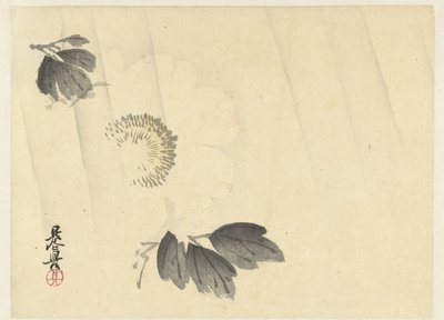 Pivoine blanche sous la pluie - Shibata Zeshin