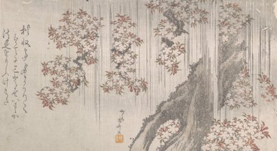 Fleurs de cerisier sous la pluie - Shinsai