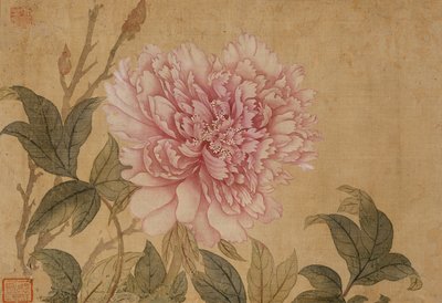 Pivoine, feuille d