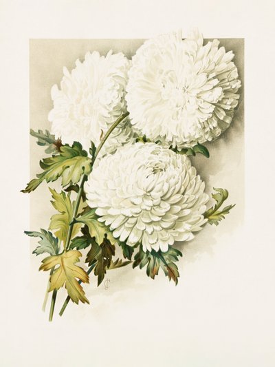 Des chrysanthèmes pour le réveillon de Noël - Sidney Thomas Callowhill