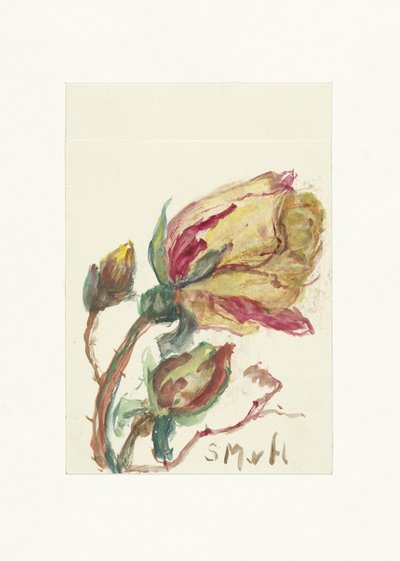 Rose - Sientje Mesdag van Houten