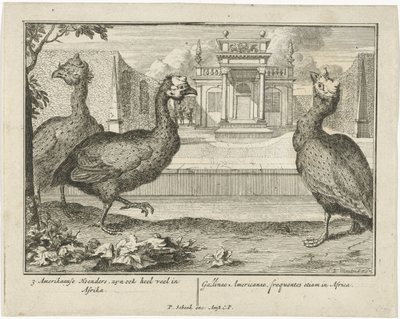 Parelhoenders - Sieuwert van der Meulen