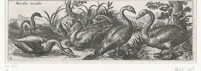 Cygnes - Simon Frisius