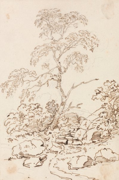 Arbre près des marches - Sir George Howland Beaumont seventh Baronet