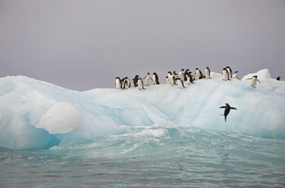 Manchots Adélie, Pygoscelis adeliae, sur un iceberg, 2022 (photo) - Sisse Brimberg