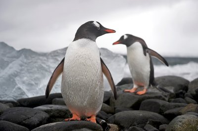 Deux manchots papous, Pygoscelis papua, sur une côte rocheuse. Antarctique, 2022 - Sisse Brimberg