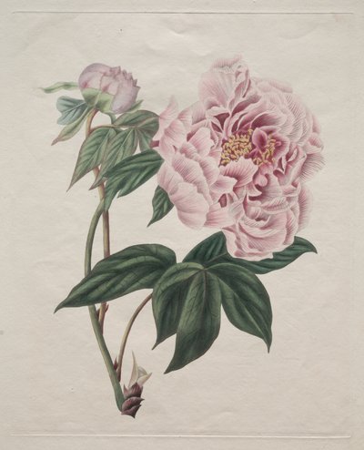 Pivoine arbustive chinoise (Paeonia suffruticosa) - Smith