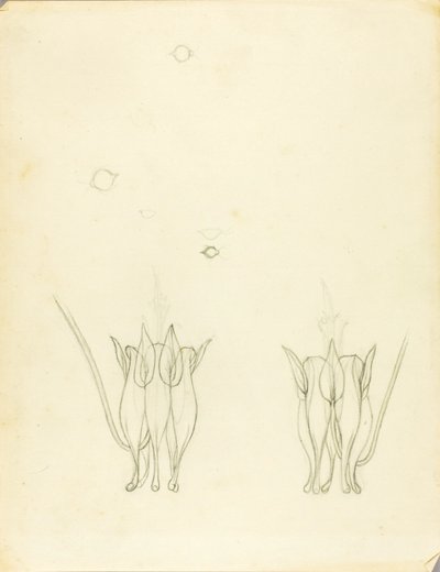 Acacias - Solon H. Borglum