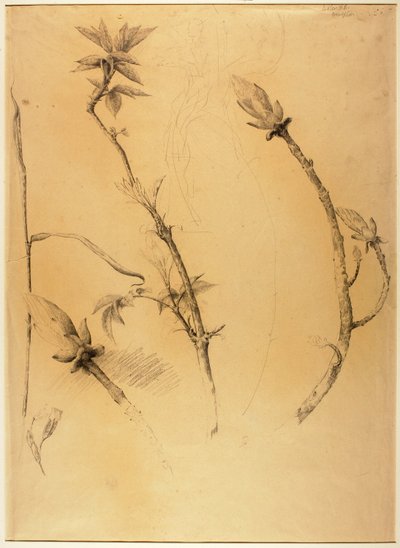 Branches - Solon H. Borglum