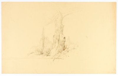 Arbre mort et pâturage de colt - Solon H. Borglum