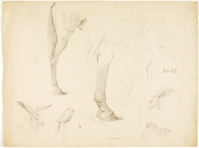 Étude sur les chevaux et les lapins - Solon H. Borglum