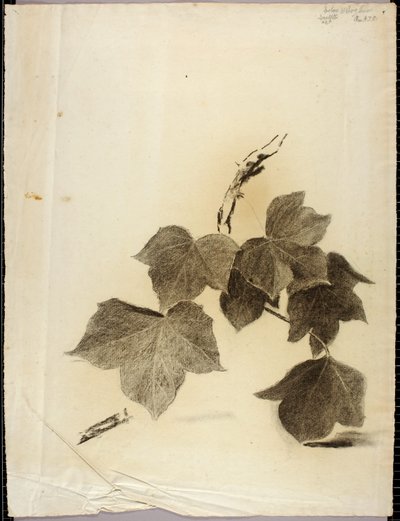 Feuilles - Solon H. Borglum
