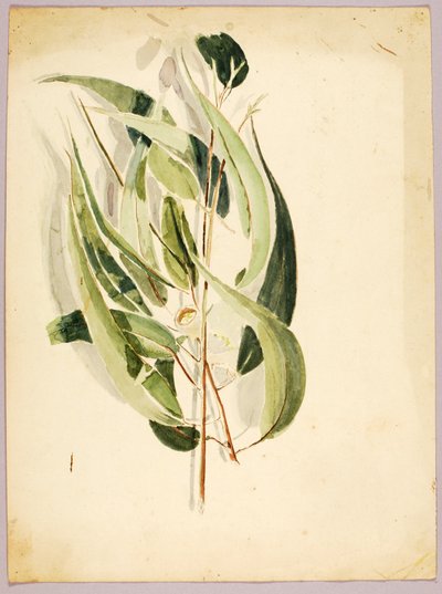 Étude de plante, fin 19e-début 20e siècle - Solon H. Borglum