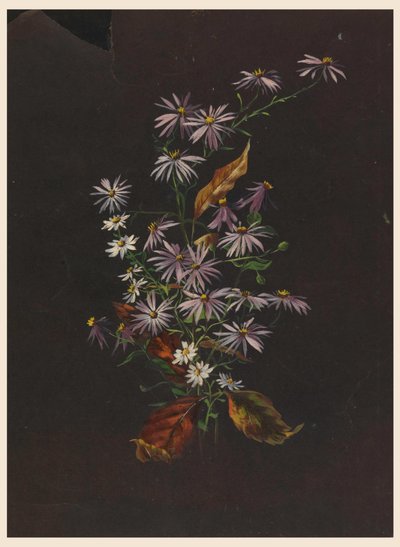 Bouquet d
