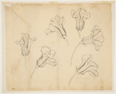 Études de fleurs de courge ou de citrouille - Sophia L. Crownfield