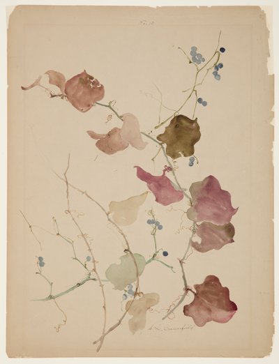 Étude de vigne de clématite avec des baies bleues - Sophia L. Crownfield