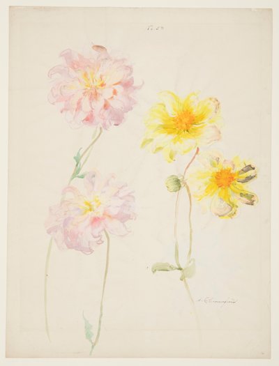 Étude de dahlias - Sophia L. Crownfield