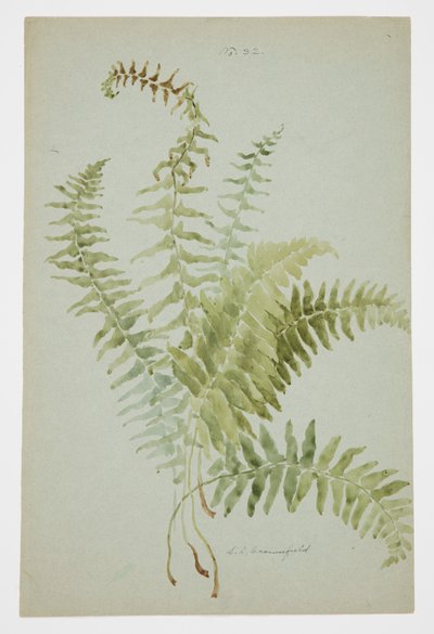 Étude de fougère - Sophia L. Crownfield