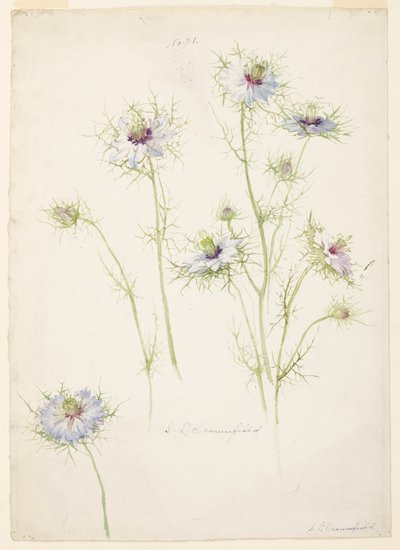 Étude de Nigelle de Damas - Sophia L. Crownfield