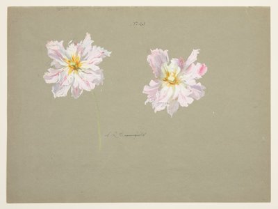 Étude de pivoines rose pâle - Sophia L. Crownfield