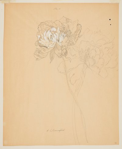 Étude de pivoines - Sophia L. Crownfield