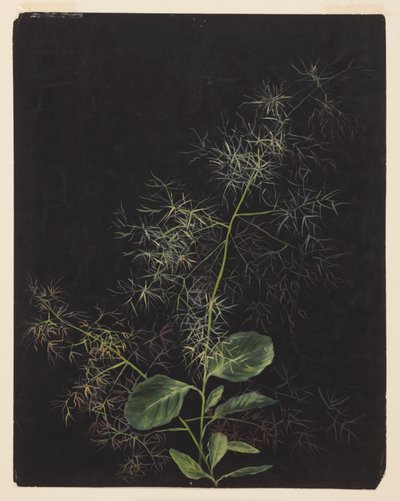 Étude de plante, possiblement des cheveux touffus - Sophia L. Crownfield