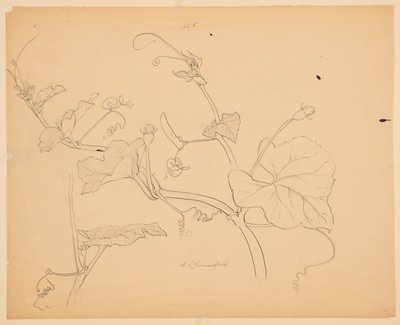 Étude de vignes de courge - Sophia L. Crownfield