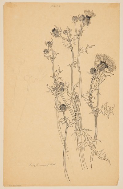 Étude de plantes de chardon - Sophia L. Crownfield