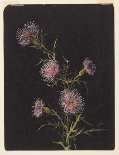 Étude de chardons - Sophia L. Crownfield