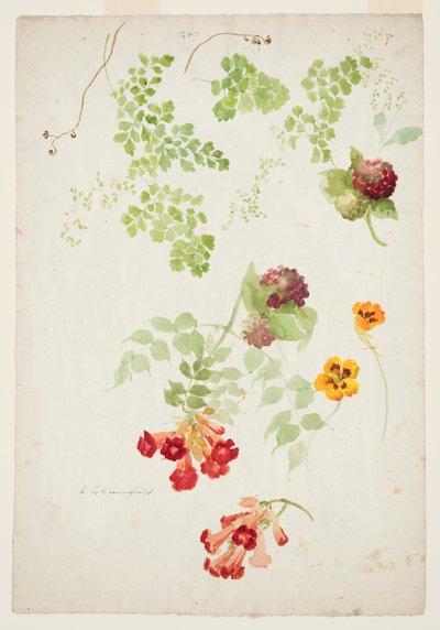Étude de fougère capillaire, trompette de vigne et capucine - Sophia L. Crownfield