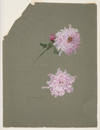 Deux études de chrysanthèmes violets - Sophia L. Crownfield