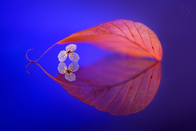 Reflet d