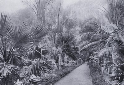 Avenue des palmiers, jardins botaniques, Durban - South African Photographer
