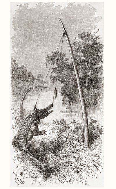 Un piège à alligator sur le fleuve Oyapock ou Oiapoque, qui forme la frontière de la Guyane française et du Brésil - Spanish School