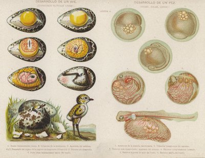 Développement des oiseaux et des poissons à partir de leurs œufs - Spanish School
