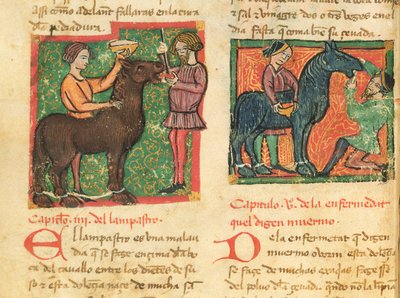 Ms 214 fol.26v Traitement de la glossite chez un cheval, tiré du Libro de Menescalcia y Albeyteria par Juan Alvarez, vers 1390 - Spanish School
