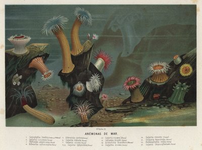Anémones de mer - Spanish School