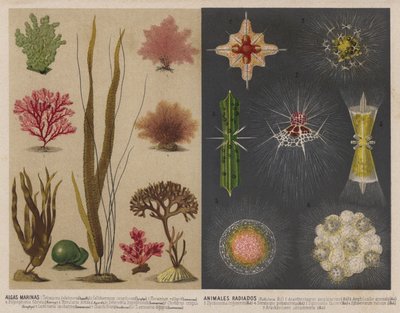 Algues et animaux aquatiques lumineux - Spanish School