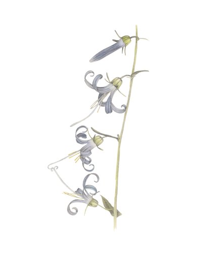 Campanule de Californie, 2015 - Stacy Hsu