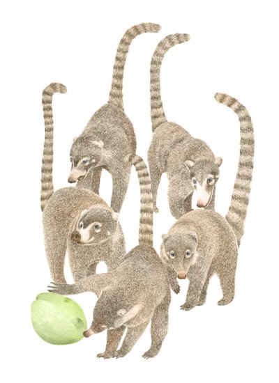 Coatis du Costa Rica - Stacy Hsu
