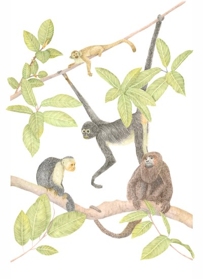 Singe du Costa Rica, 2019 - Stacy Hsu