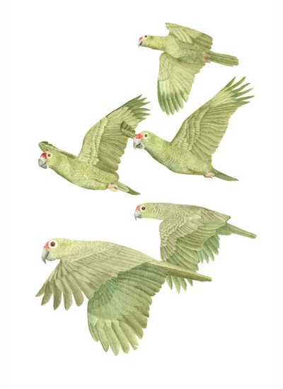 Perroquets à front rouge du Costa Rica - Stacy Hsu