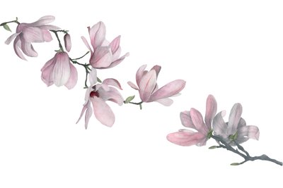 Magnolia - Stacy Hsu