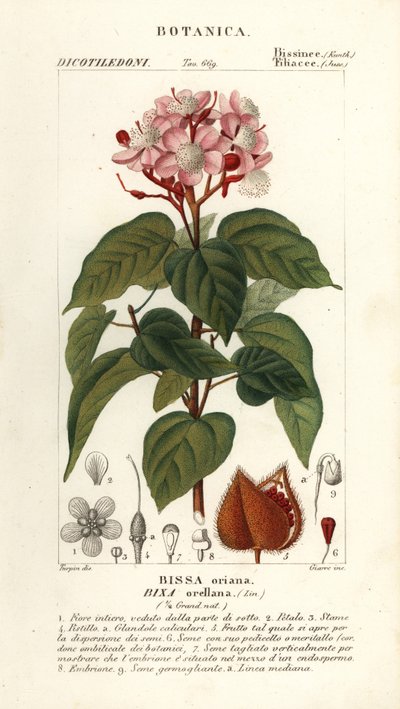 Achiote ou arbre à rouge à lèvres, Bixa orellana - Stanghi Stanghi