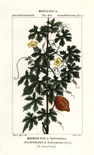 Concombre africain, Momordica balsamina - Stanghi Stanghi