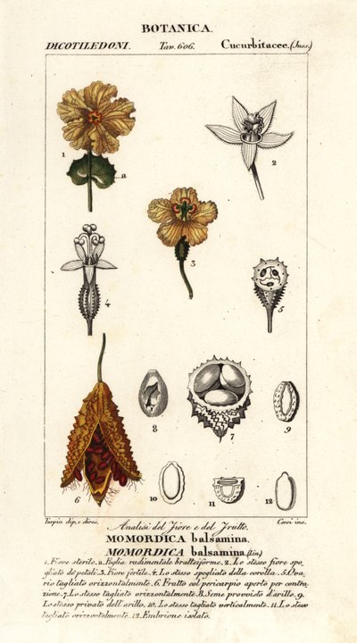 Concombre africain, Momordica balsamina - Stanghi Stanghi