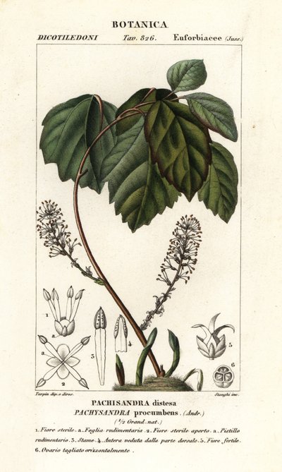 Pachysandra procumbens - Stanghi Stanghi