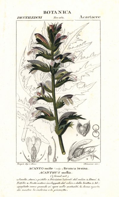 Acanthus mollis - Stanghi Stanghi
