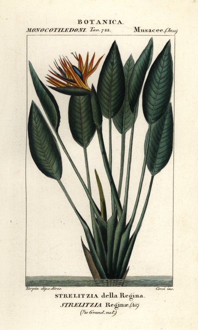 Oiseau de paradis, Strelitzia reginae - Stanghi Stanghi