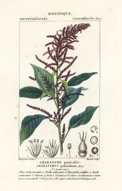 Amarante sanguine, Amaranthus cruentus - Stanghi Stanghi